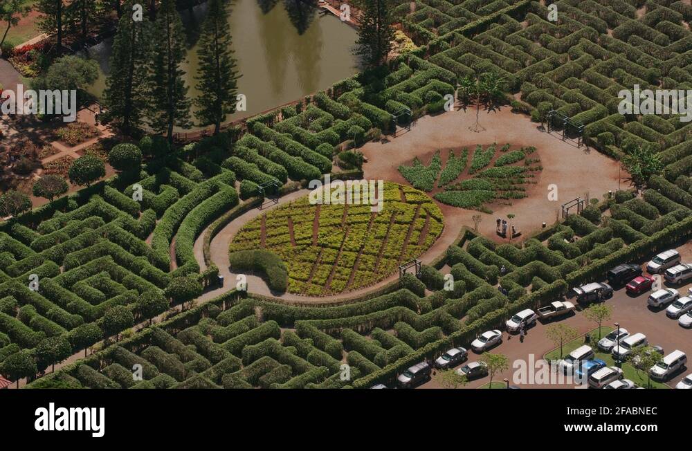 Dole plantation pineapple maze Stock Videos & Footage HD and 4K Video