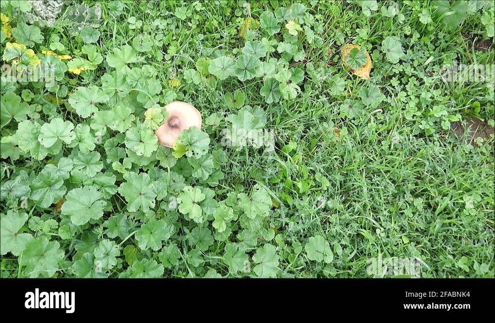 Fungi growing in grass Stock Videos & Footage HD and 4K Video Clips