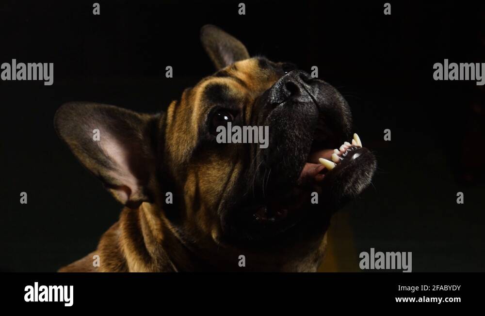 Weird animals eating Stock Videos & Footage HD and 4K Video Clips Alamy