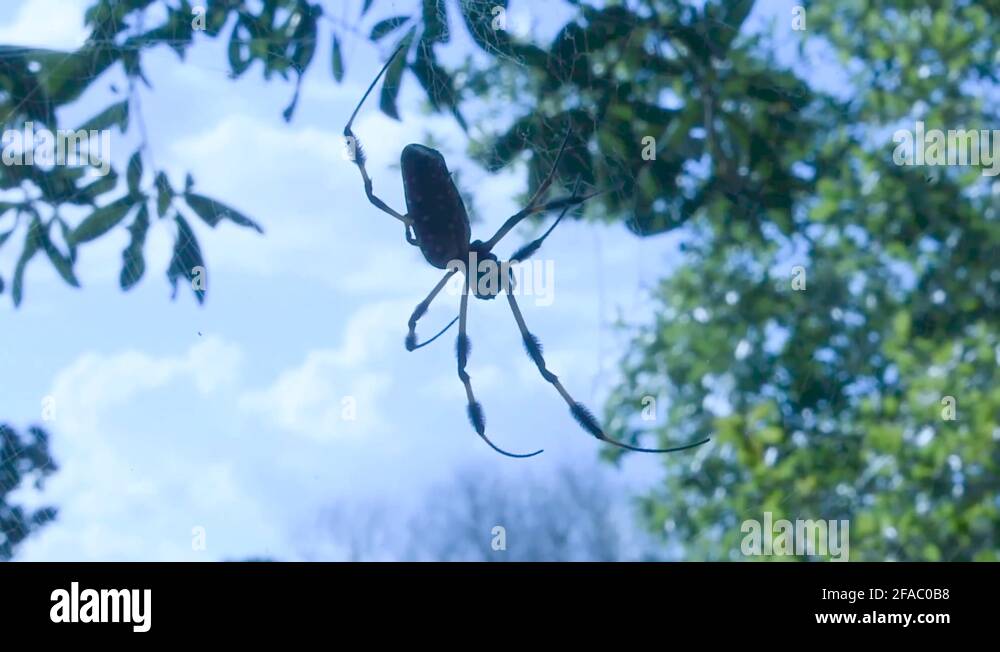 Banana tree spider making web between two trees getting ready to catch