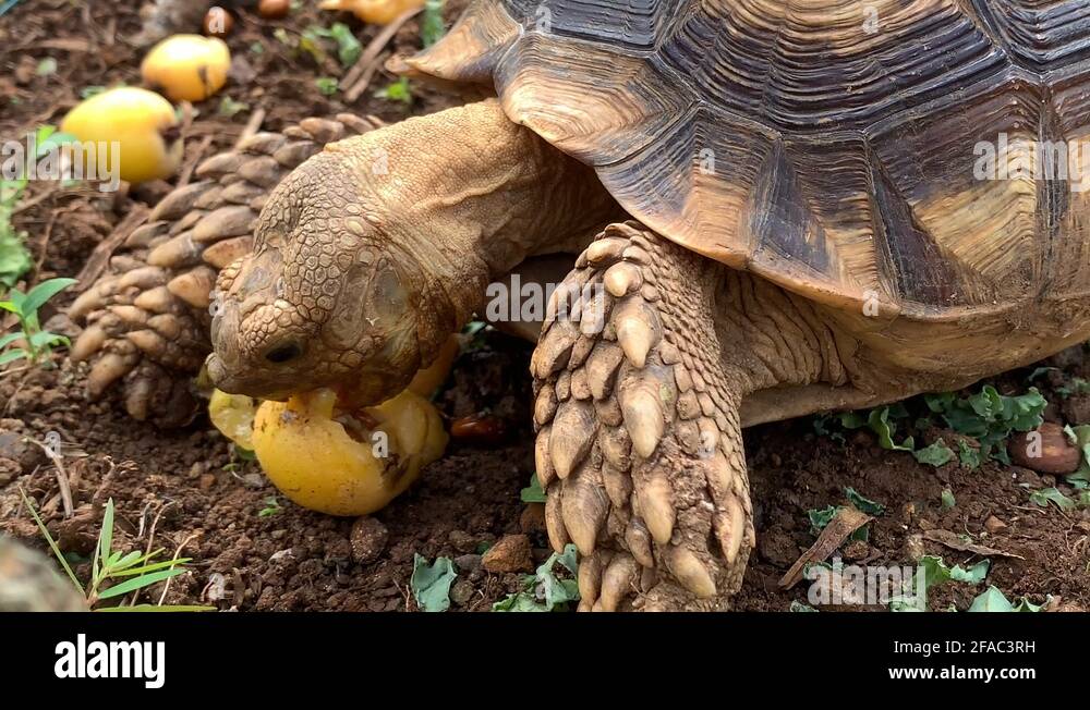 Fruit of loquat Stock Videos & Footage HD and 4K Video Clips Alamy