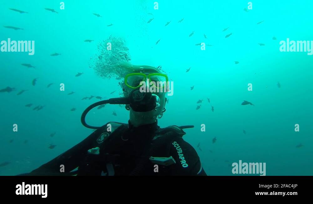 Scuba diver under water underwater Stock Videos & Footage HD and 4K