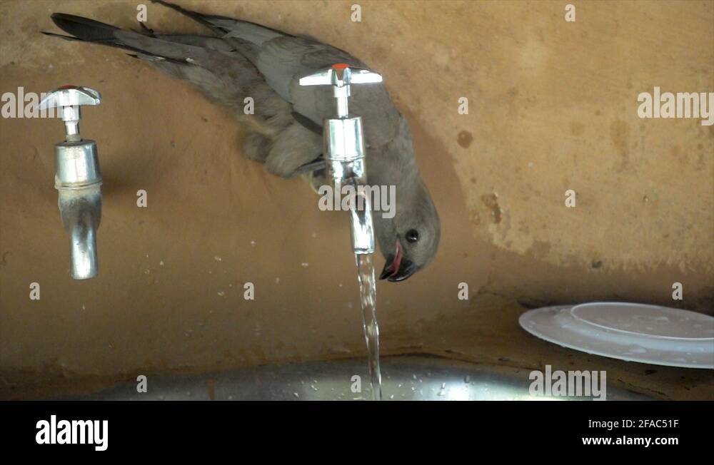 Bird drinking water from a tap Stock Videos & Footage HD and 4K Video