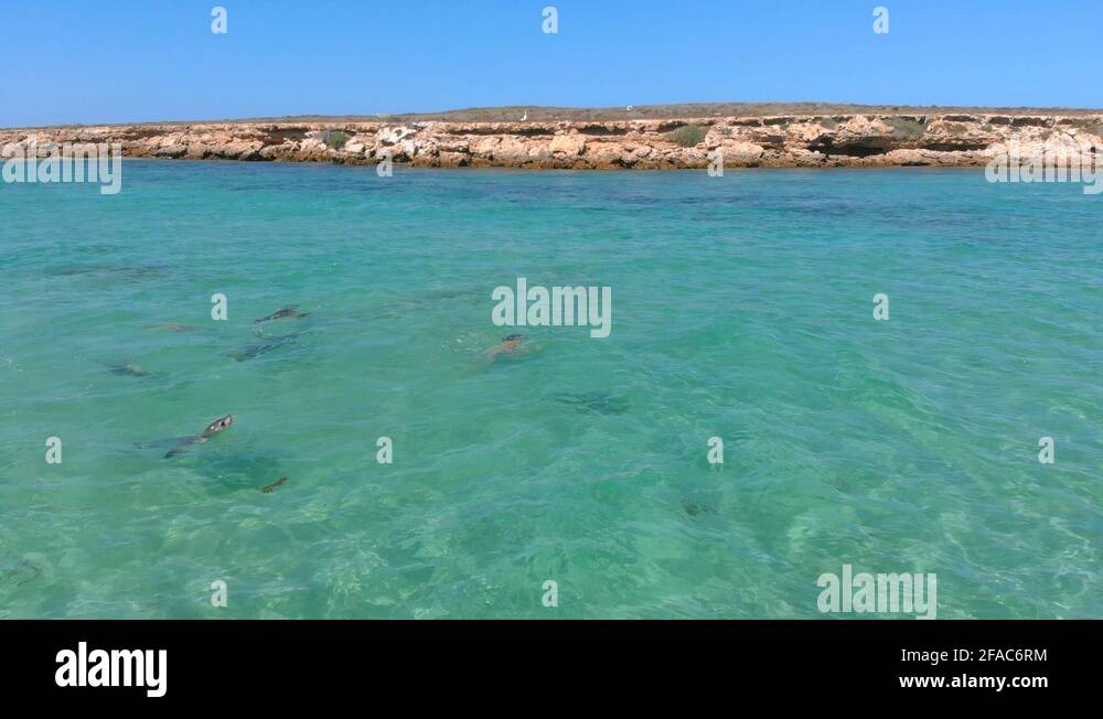 Girl in white bathing suit swimming in clear blue water as Australian