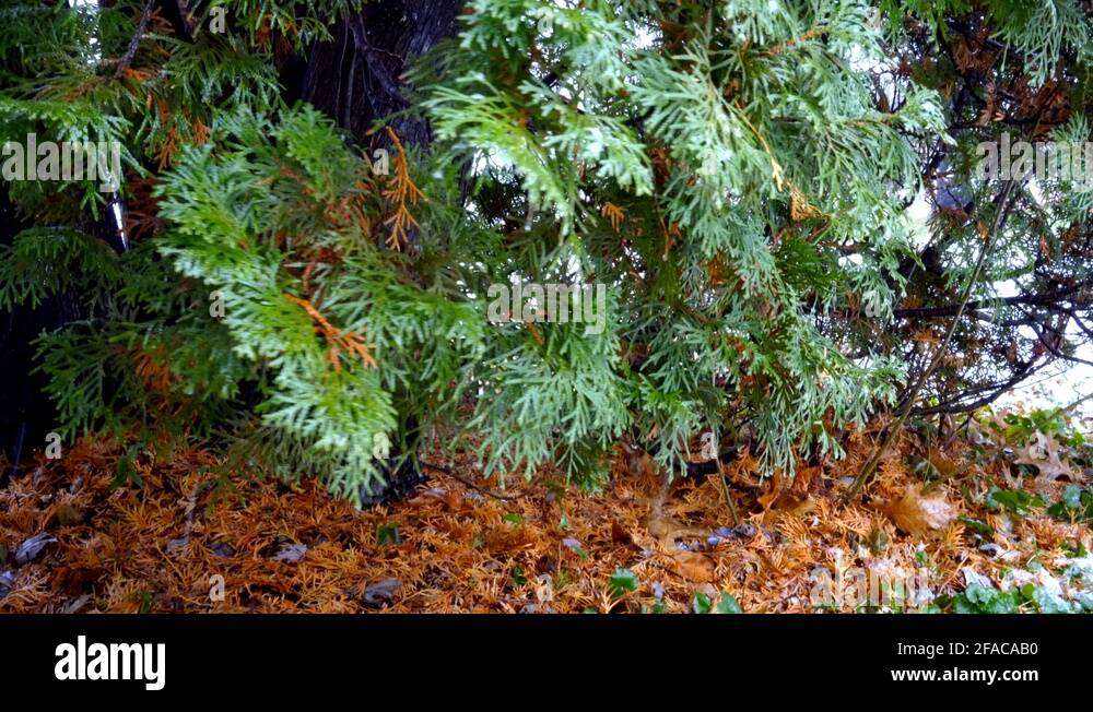 Evergreen tree in winter Stock Videos & Footage HD and 4K Video Clips