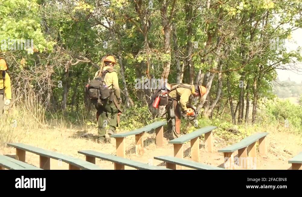 Tree rescue Stock Videos & Footage - HD and 4K Video Clips - Alamy