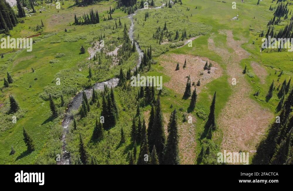 Stream pine trees Stock Videos & Footage - HD and 4K Video Clips - Alamy