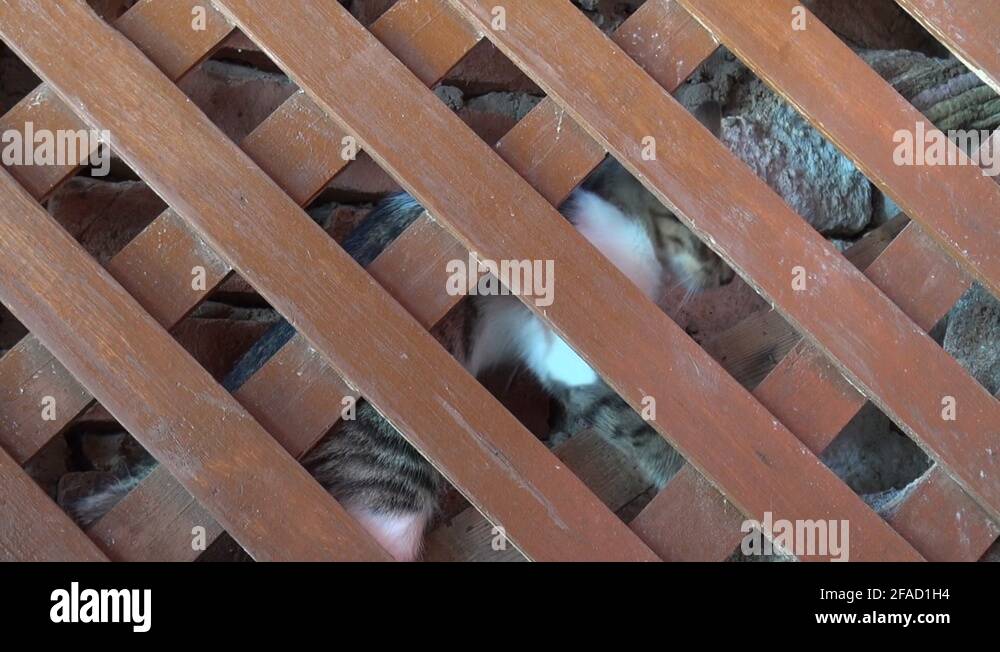 Playful as a kitten Stock Videos & Footage HD and 4K Video Clips Alamy