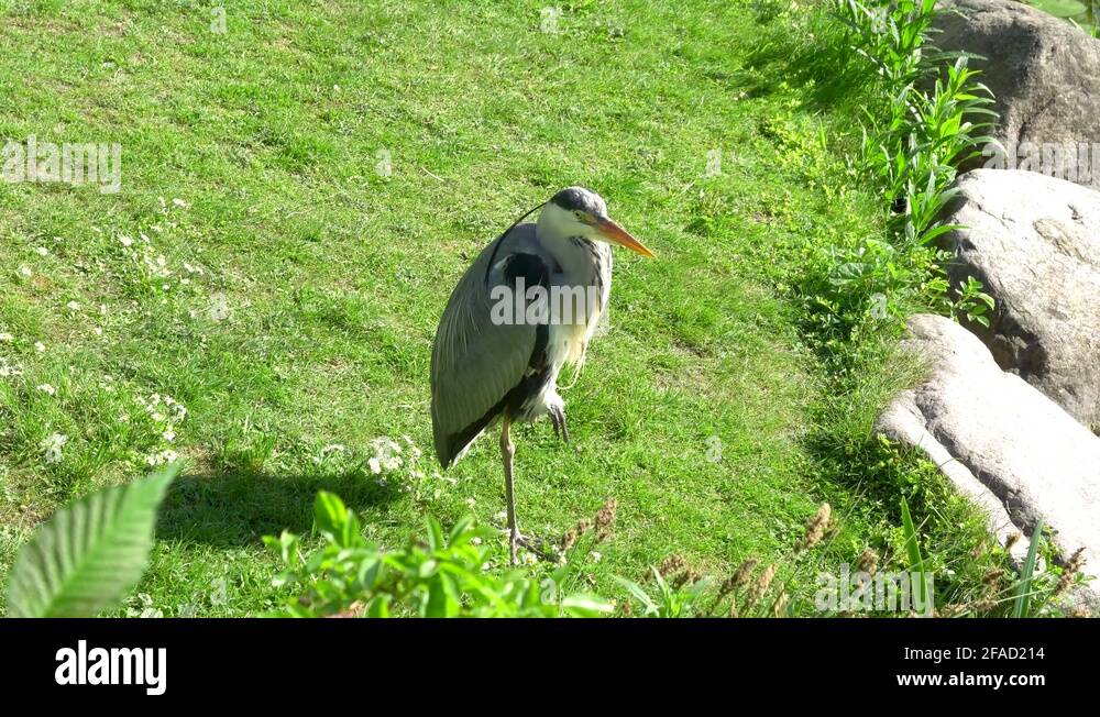 Crane bird standing on one leg Stock Videos & Footage HD and 4K Video Clips Alamy