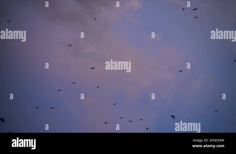 Fruit bats flying Stock Videos & Footage HD and 4K Video Clips Alamy