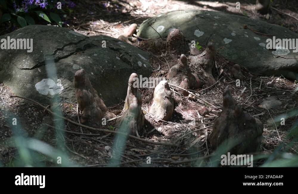 Tree roots background Stock Videos & Footage - HD and 4K Video Clips