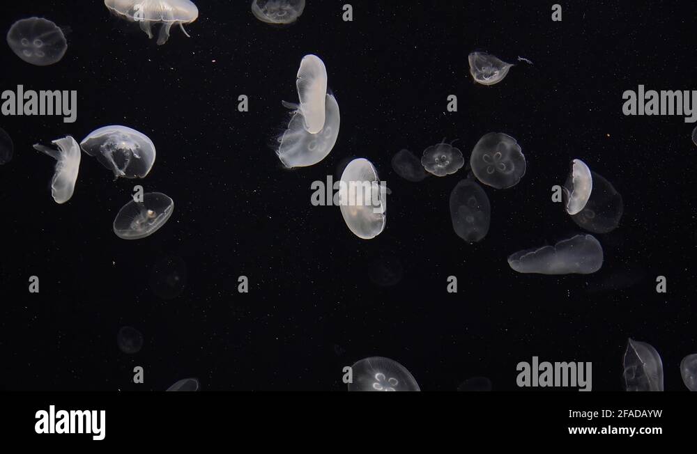 Gelatinous membrane Stock Videos & Footage HD and 4K Video Clips Alamy