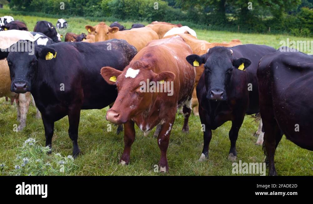 Cow flesh Stock Videos & Footage HD and 4K Video Clips Alamy