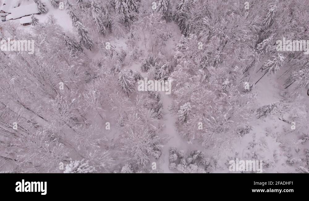 Pine forest in winter with lots of snow Stock Videos & Footage - HD and ...