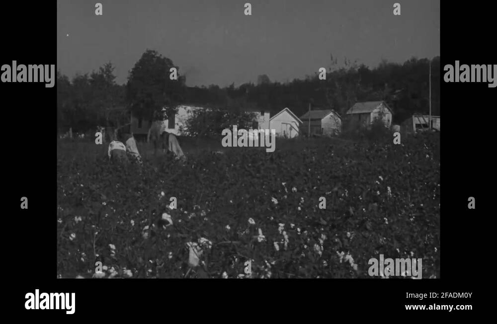 Cotton farm with workers Stock Videos & Footage HD and 4K Video Clips