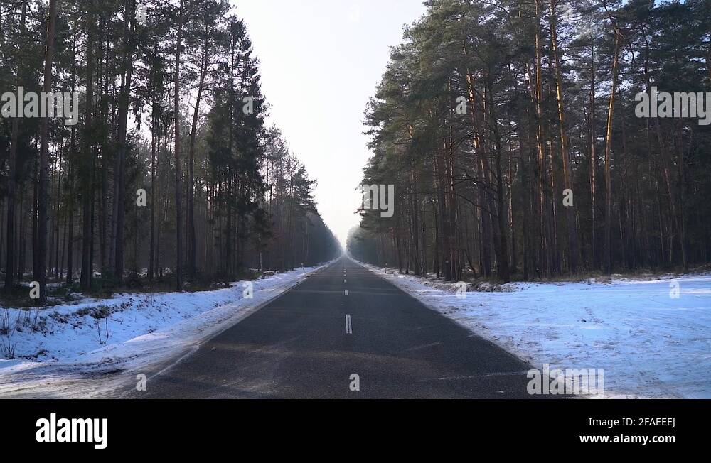 Beautiful road through pine forest Stock Videos & Footage HD and 4K