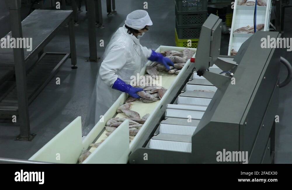 frozen fish processing line factory Stock Video Footage Alamy
