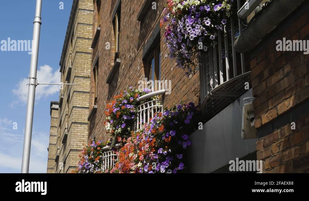 Flowers in windows Stock Videos & Footage HD and 4K Video Clips Alamy