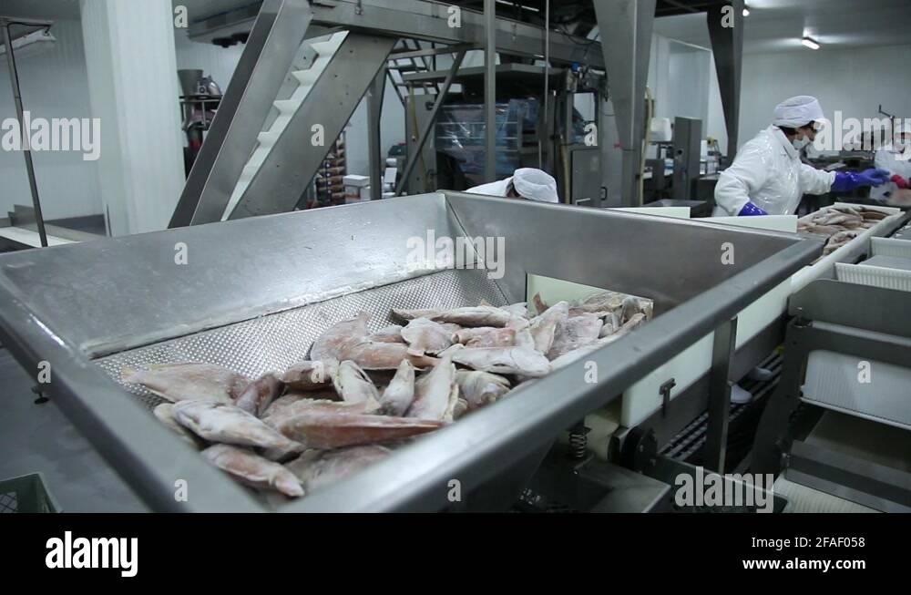 frozen fish processing line factory Stock Video Footage Alamy