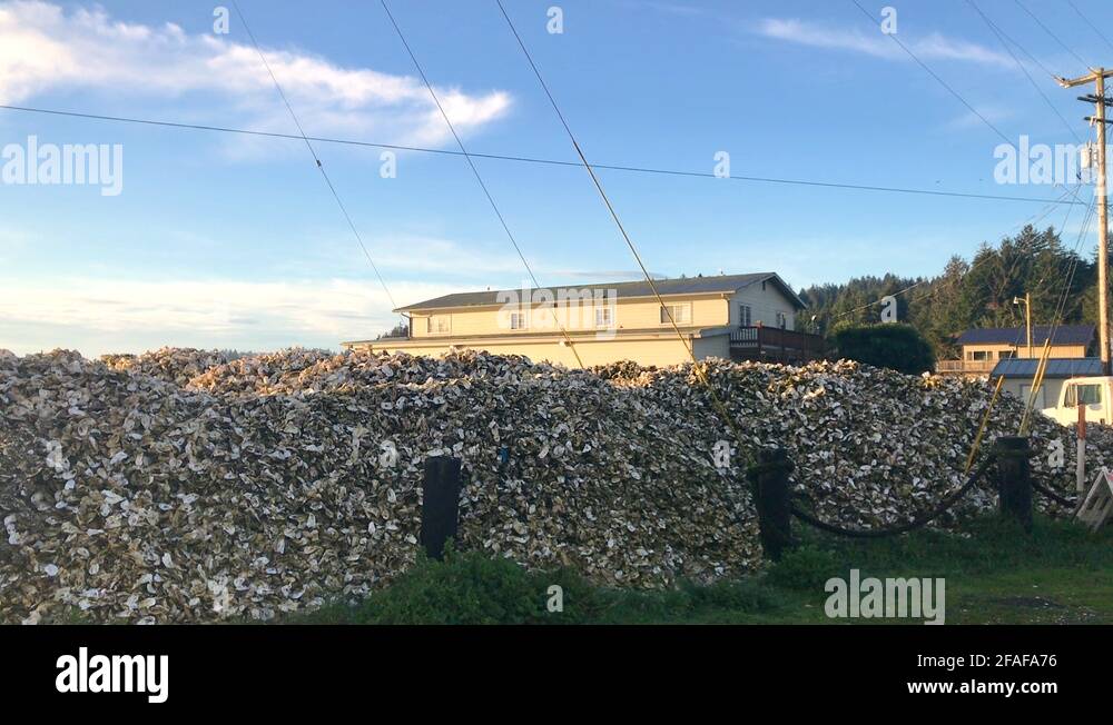 Charleston oysters Stock Videos & Footage HD and 4K Video Clips Alamy