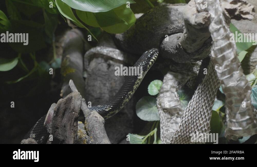 Black snake with yellow belly crawling through the branches Stock Video Footage Alamy