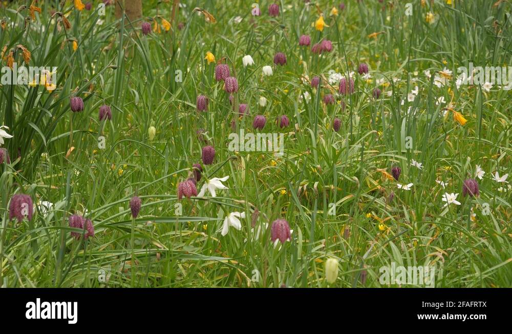 Snakes details Stock Videos & Footage HD and 4K Video Clips Alamy