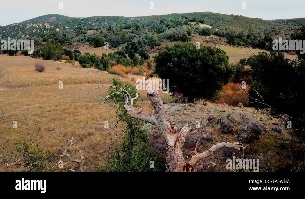 Teil tree Stock Videos & Footage HD and 4K Video Clips Alamy