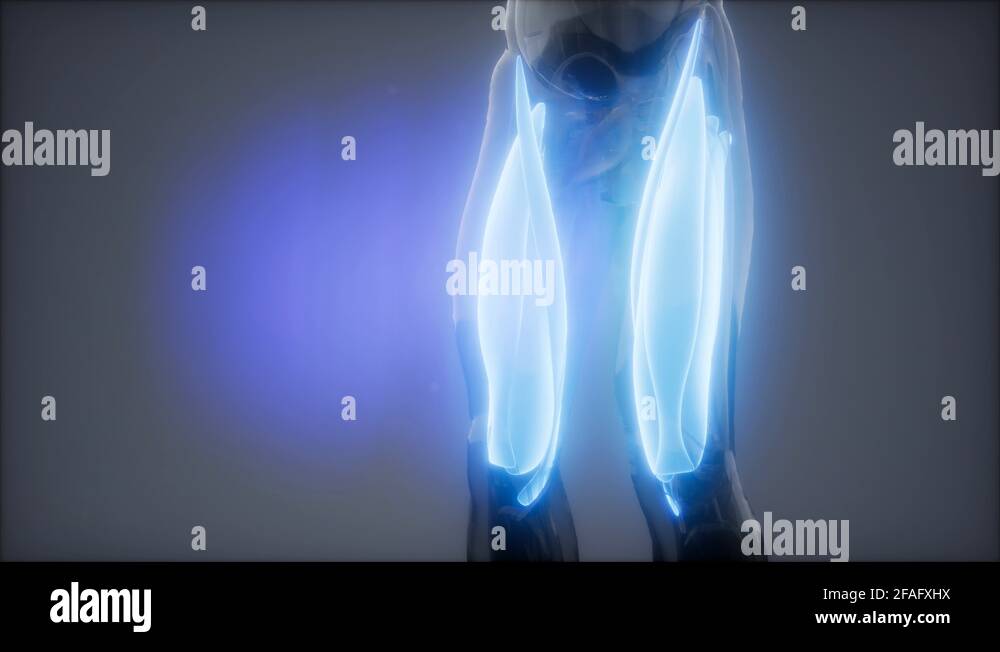 thigh muscles Visible muscle anatomy map Stock Video Footage Alamy