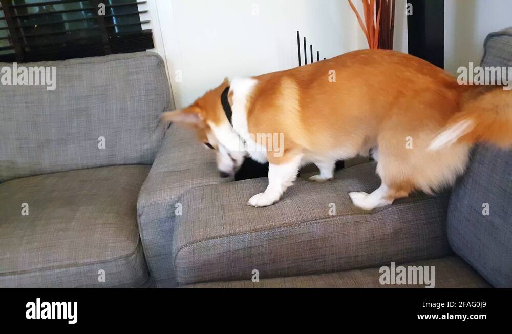 Toy dog Stock Videos & Footage HD and 4K Video Clips Alamy