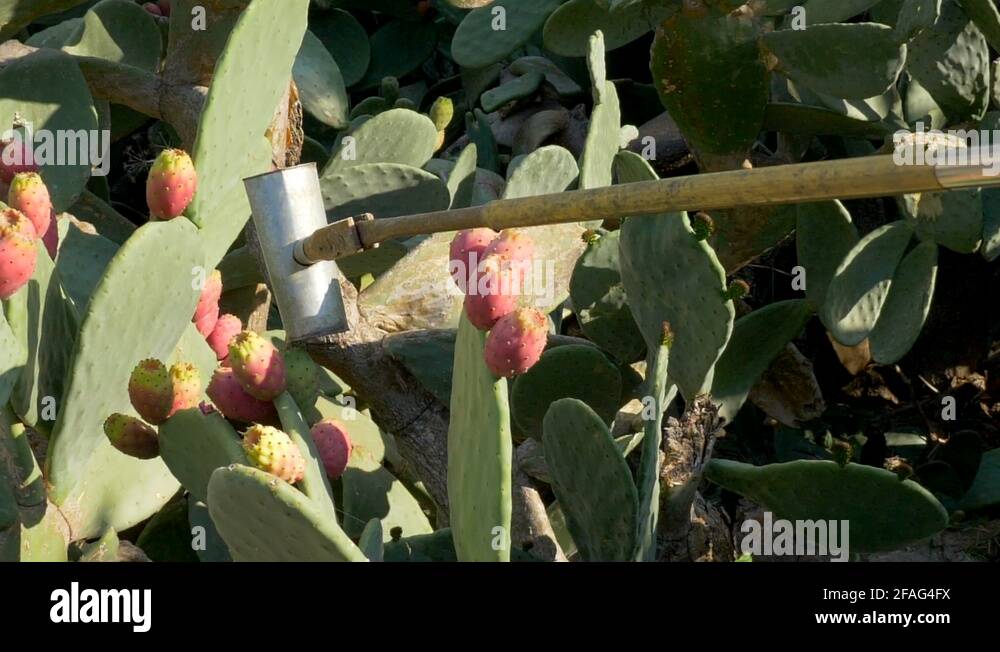 Prickly pear cactus tree Stock Videos & Footage HD and 4K Video Clips