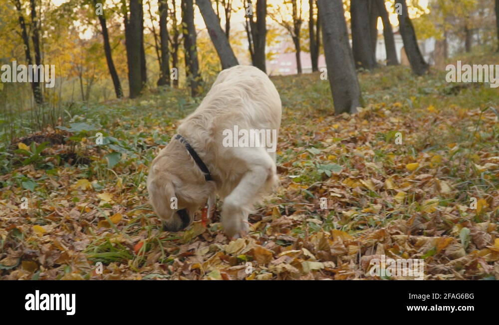 Dog breed dog game Stock Videos & Footage HD and 4K Video Clips Alamy