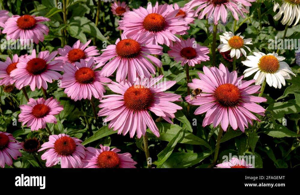 perennial flowers that bloom all summer perennial flowers that bloom all summer