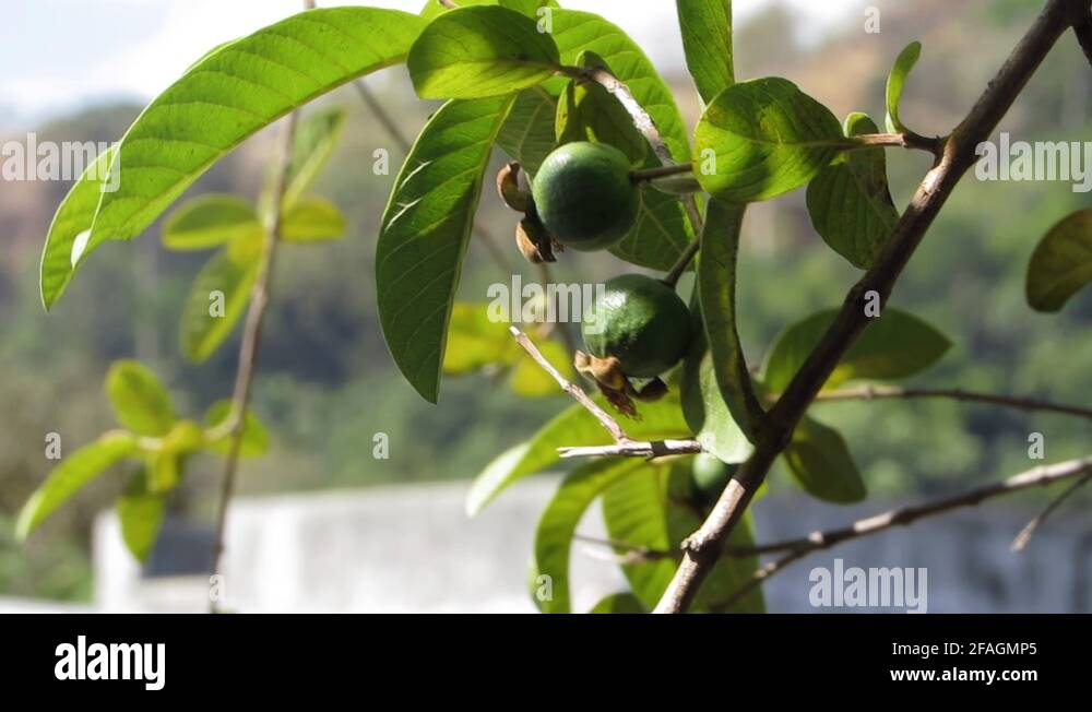Guava tree in a farm Stock Videos & Footage HD and 4K Video Clips Alamy