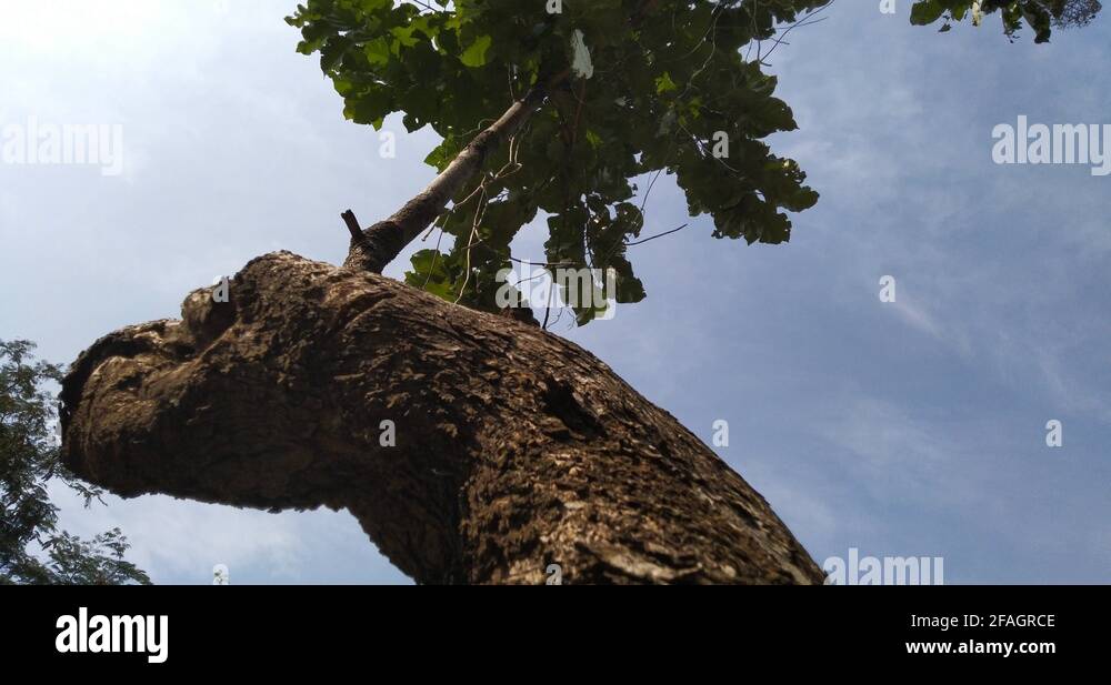 Stem of a tree Stock Videos & Footage - HD and 4K Video Clips - Alamy