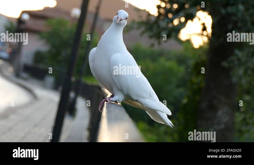 Pure white pigeon Stock Videos & Footage HD and 4K Video Clips Alamy