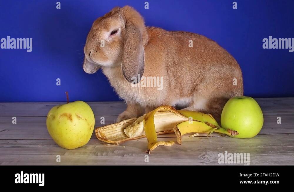 Dwarf lop rabbits Stock Videos & Footage HD and 4K Video Clips Alamy
