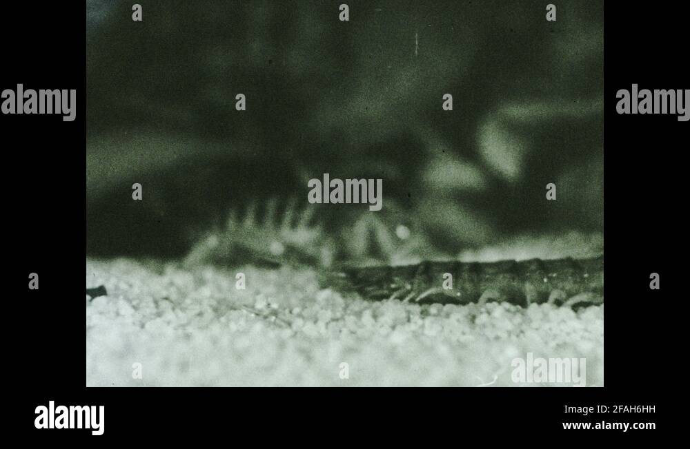 1930s: Insect approaches centipede. Centipede attacks insect Stock ...