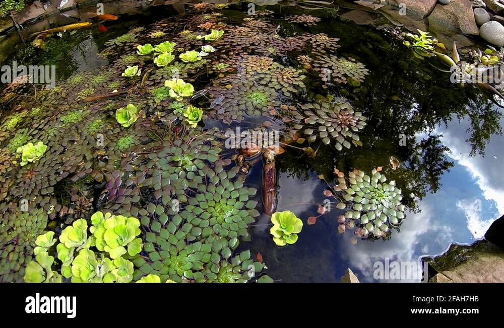 Wide angle view of pond with koi and freshwater aquatic plants ...