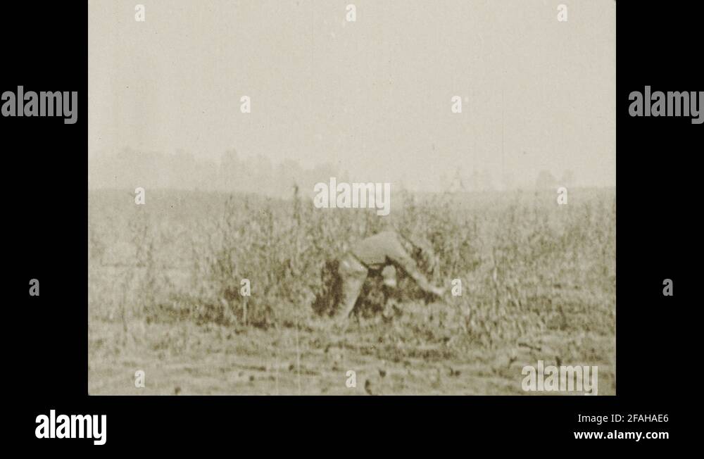 Willow switch Stock Videos & Footage HD and 4K Video Clips Alamy