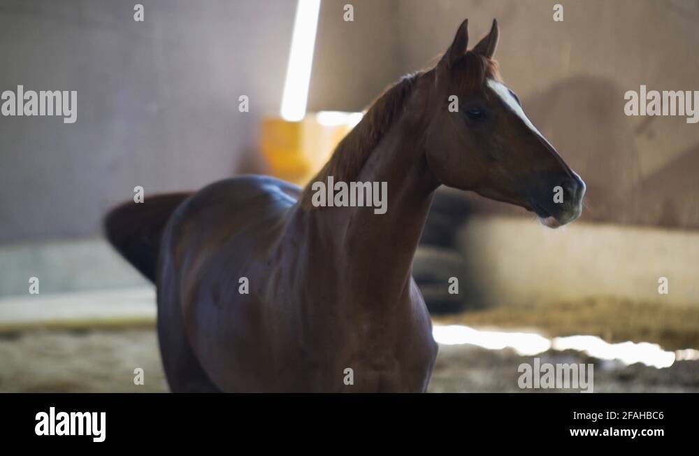 Horse head looking sideways Stock Videos & Footage HD and 4K Video