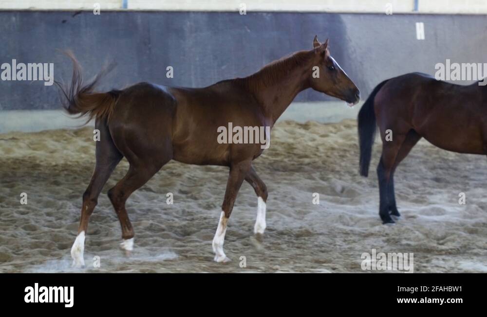 Gait horse Stock Videos & Footage HD and 4K Video Clips Alamy