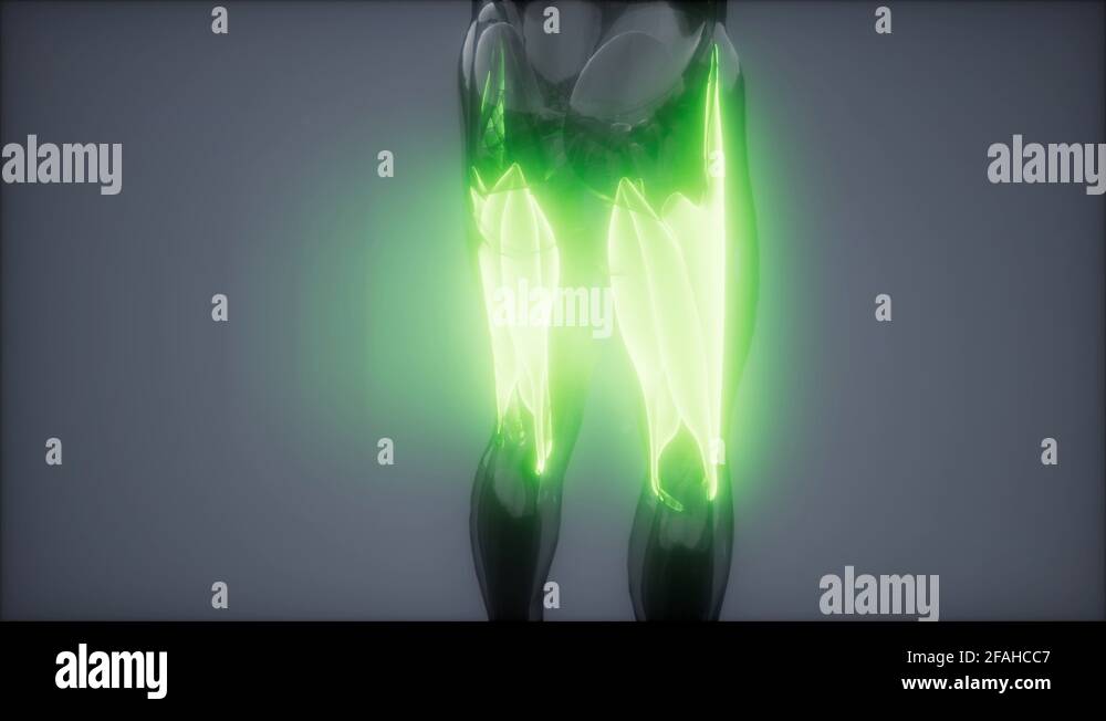 thigh muscles Visible muscle anatomy map Stock Video Footage Alamy