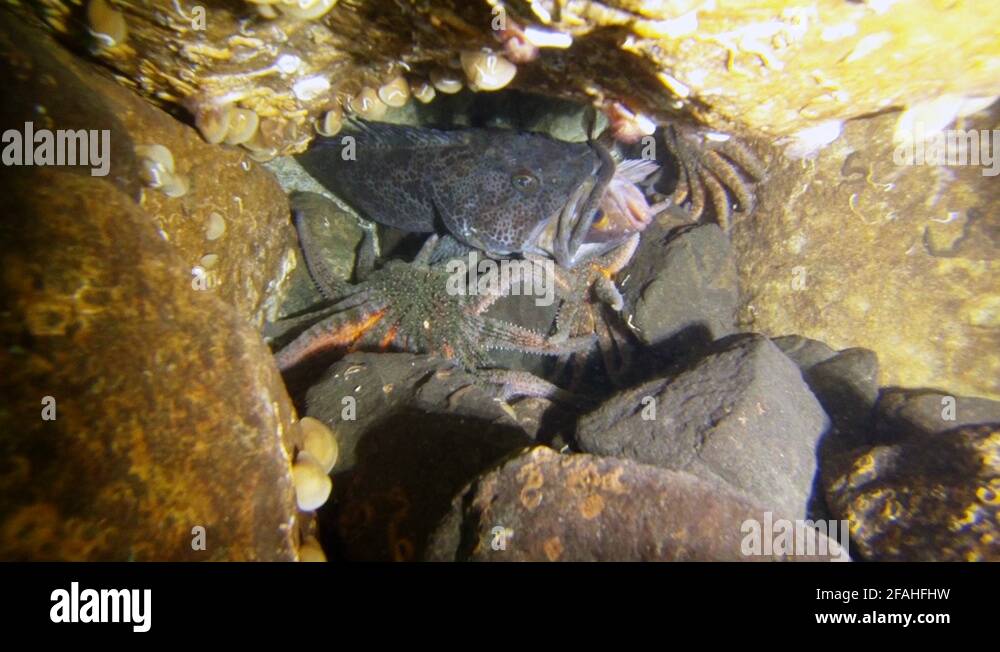 Fish eating another fish Stock Videos & Footage - HD and 4K Video Clips