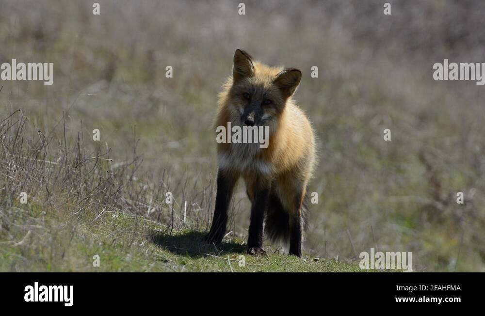 Fox staring at camera Stock Videos & Footage - HD and 4K Video Clips ...