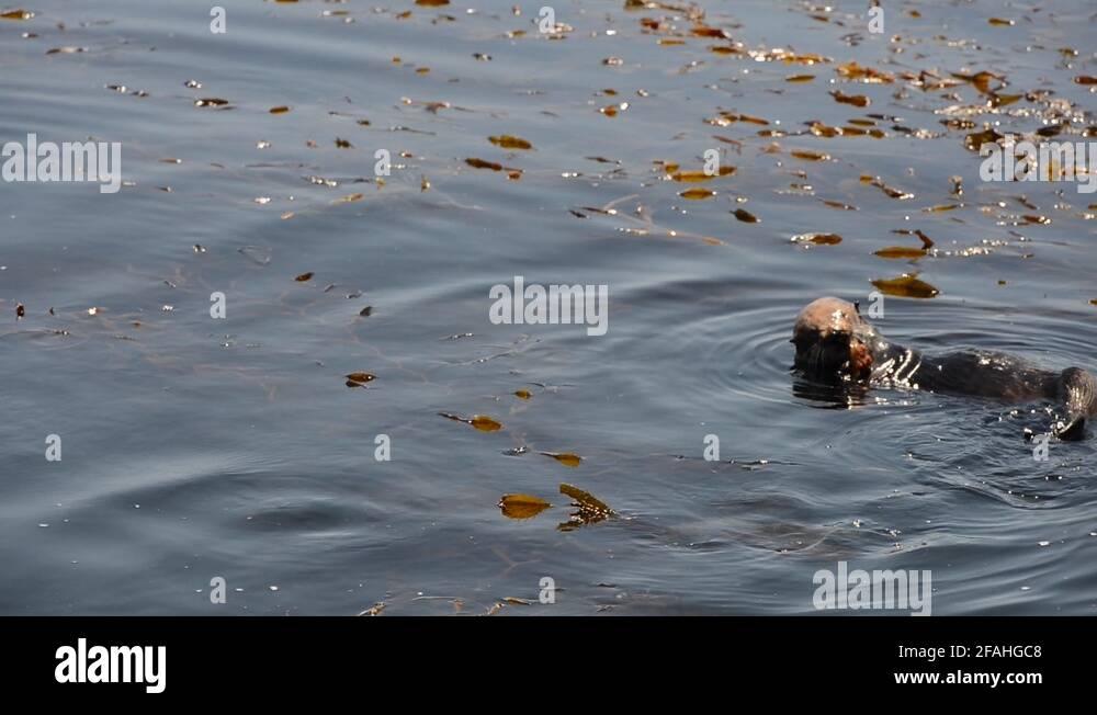 Seaweed and a crab Stock Videos & Footage HD and 4K Video Clips Alamy