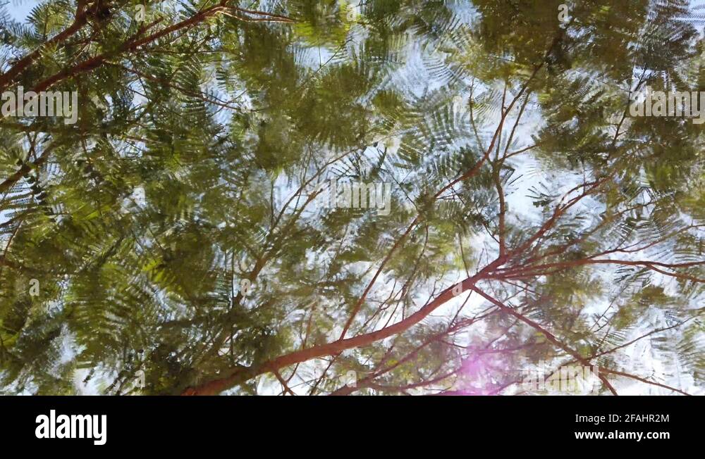 Riyadh plants Stock Videos & Footage HD and 4K Video Clips Alamy