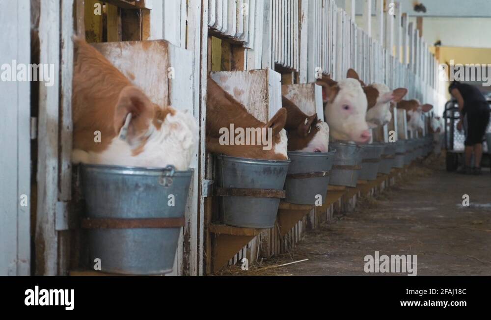 Calf Care. Dairy farm management and calf feeding. Calves eat feed