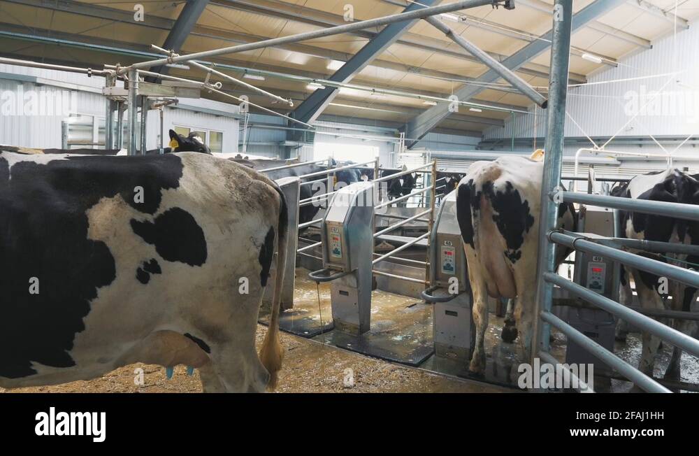 Automatic milking system. Robotic milking system for dairy farm. Dairy ...