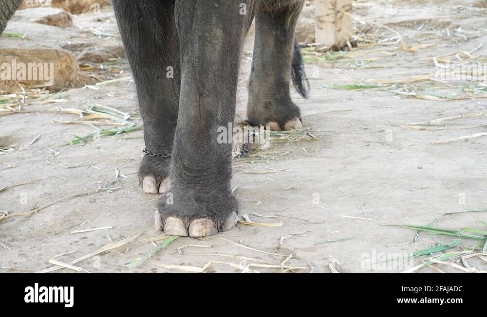 Thailand elephant chain Stock Videos & Footage - HD and 4K Video Clips ...