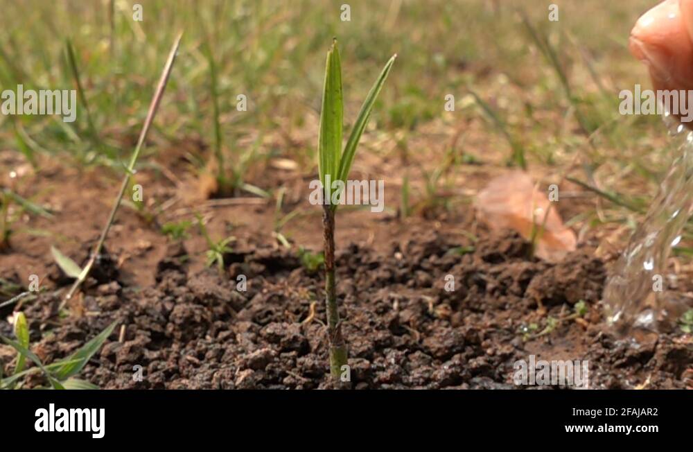 Palm tree watering Stock Videos & Footage HD and 4K Video Clips Alamy